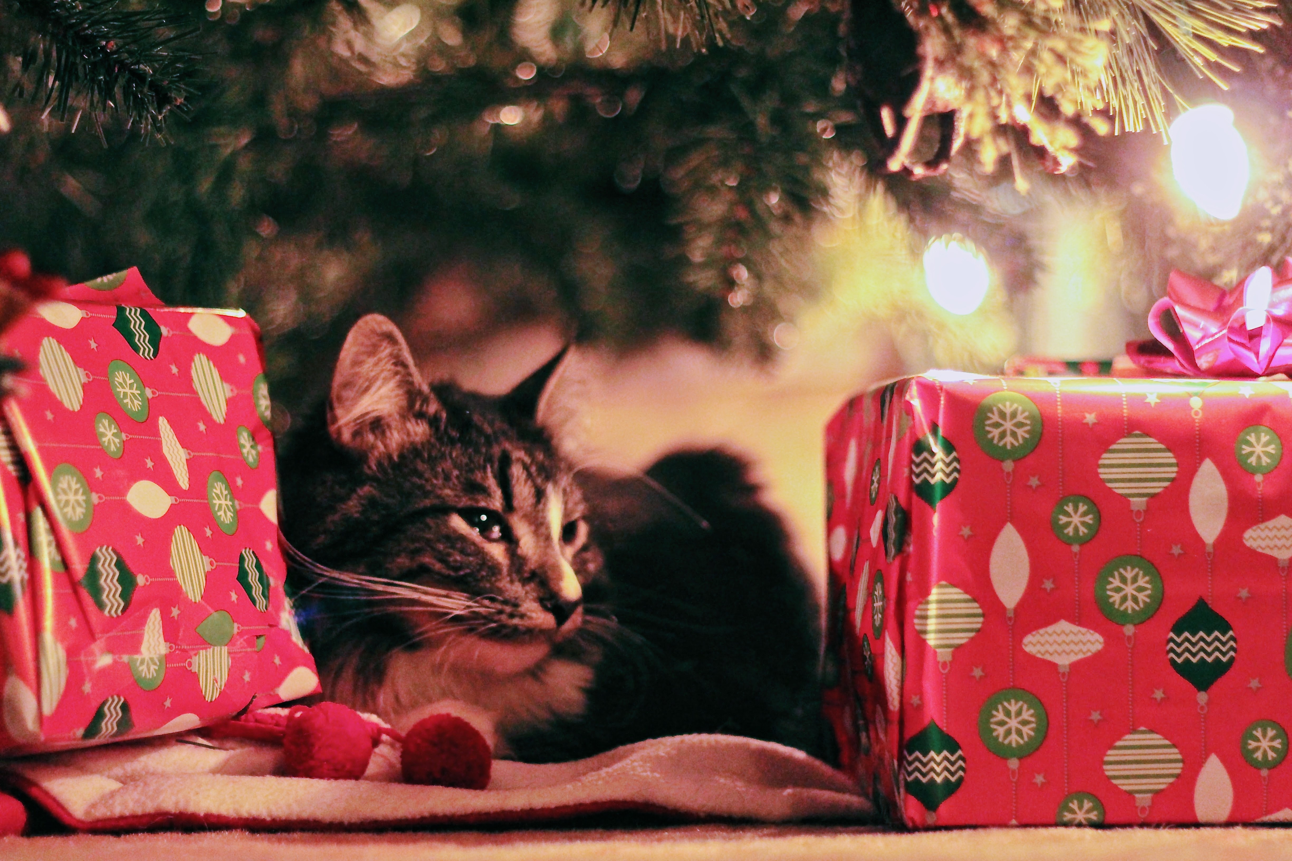 cat under tree