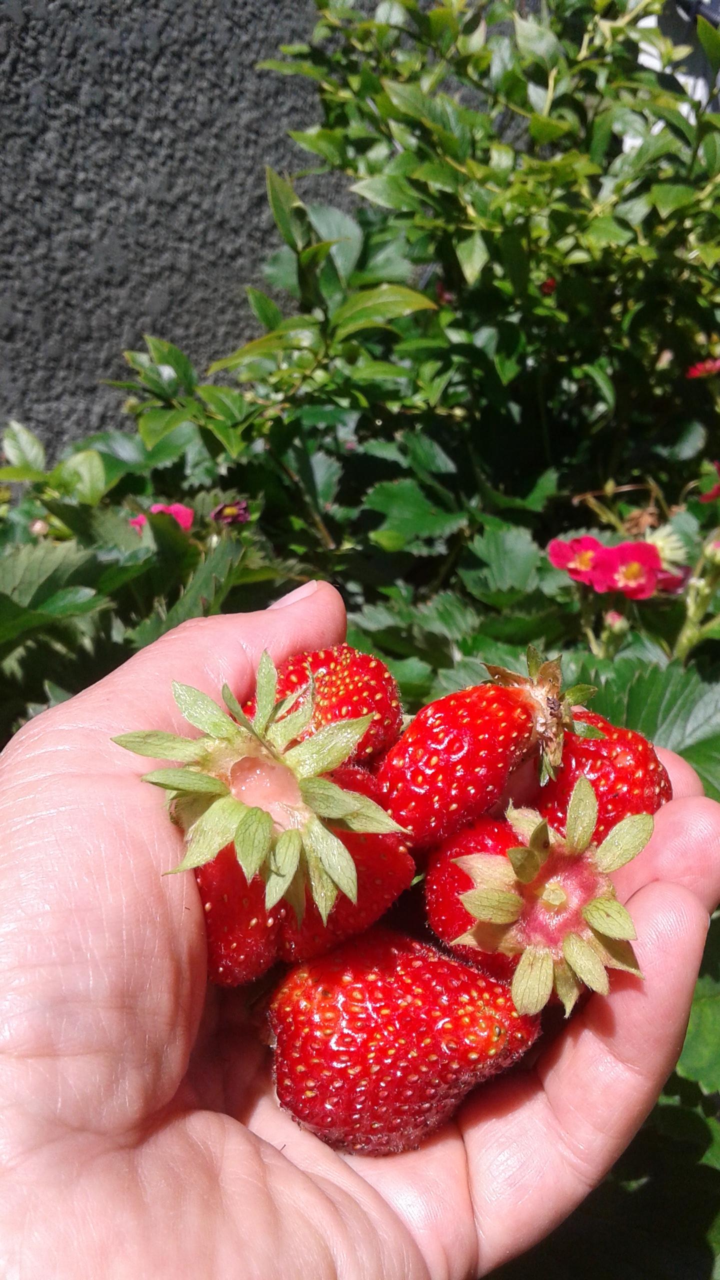 strawberry fields forever